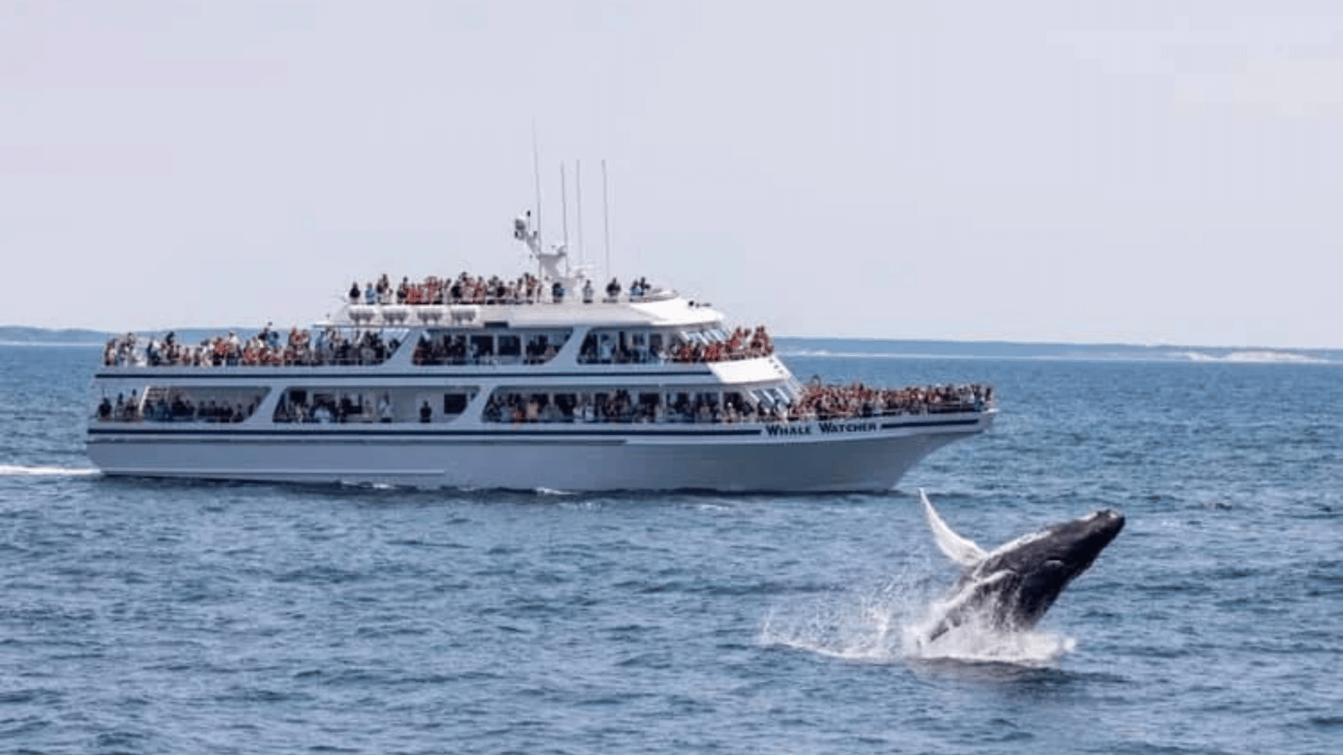 whale-watching-tours-cape-cod-inflatable-park