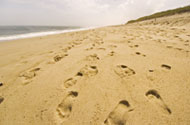 Cape Cod Beaches