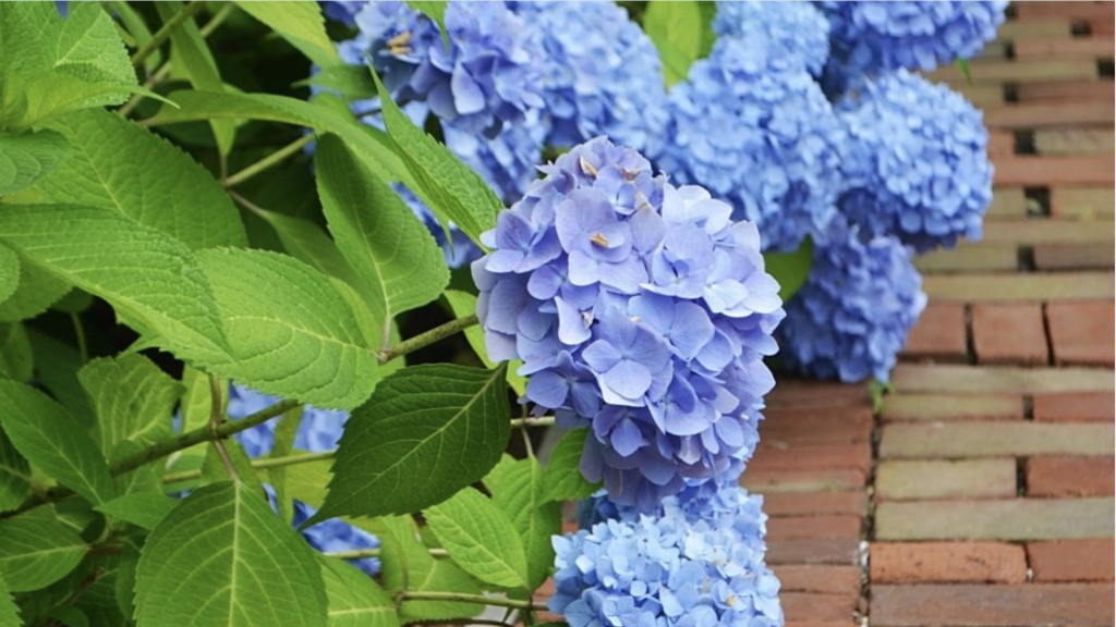 Cape Cod Hydrangea Festival- What to Know
