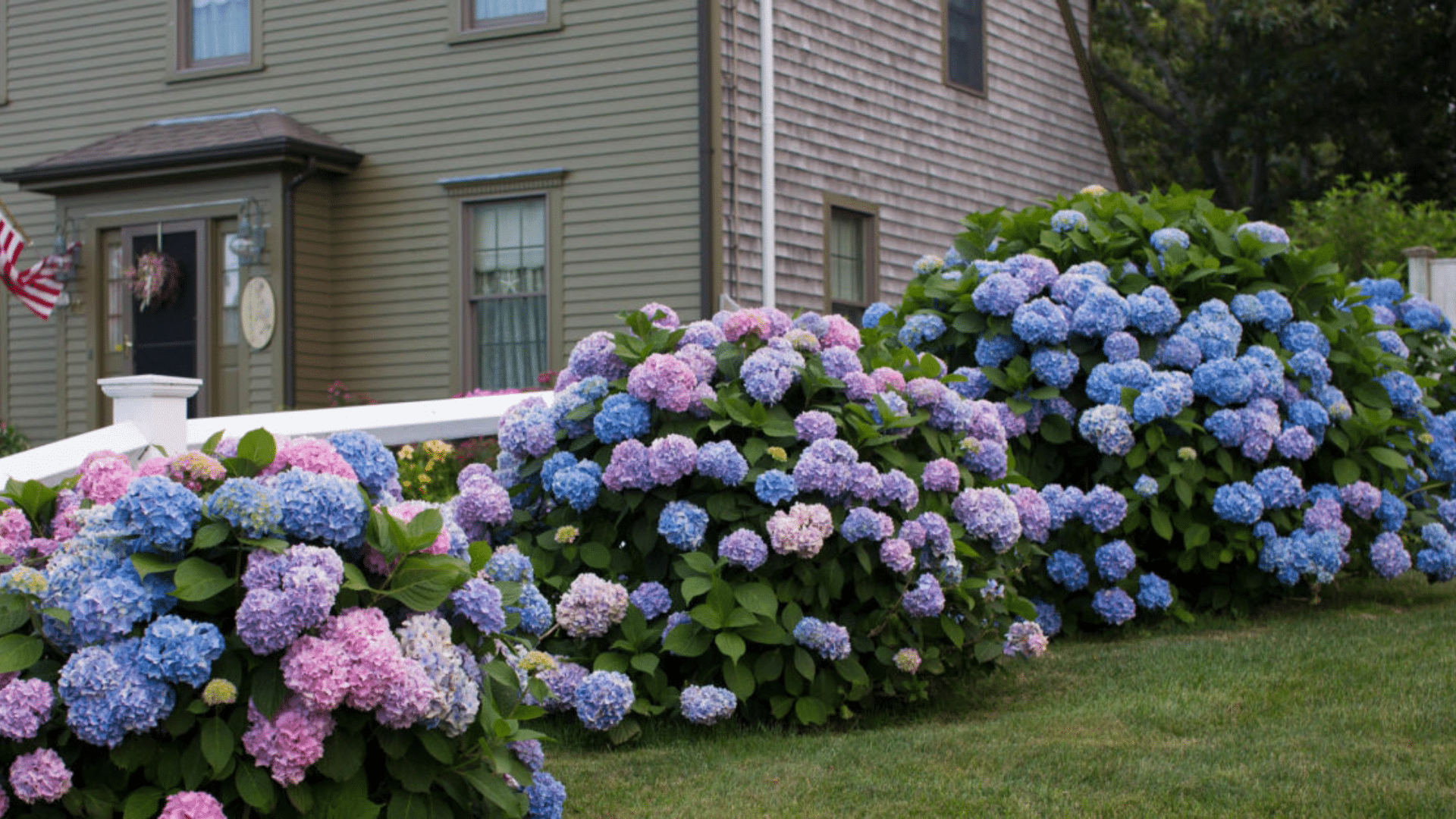 Cape Cod Hydrangea Festival