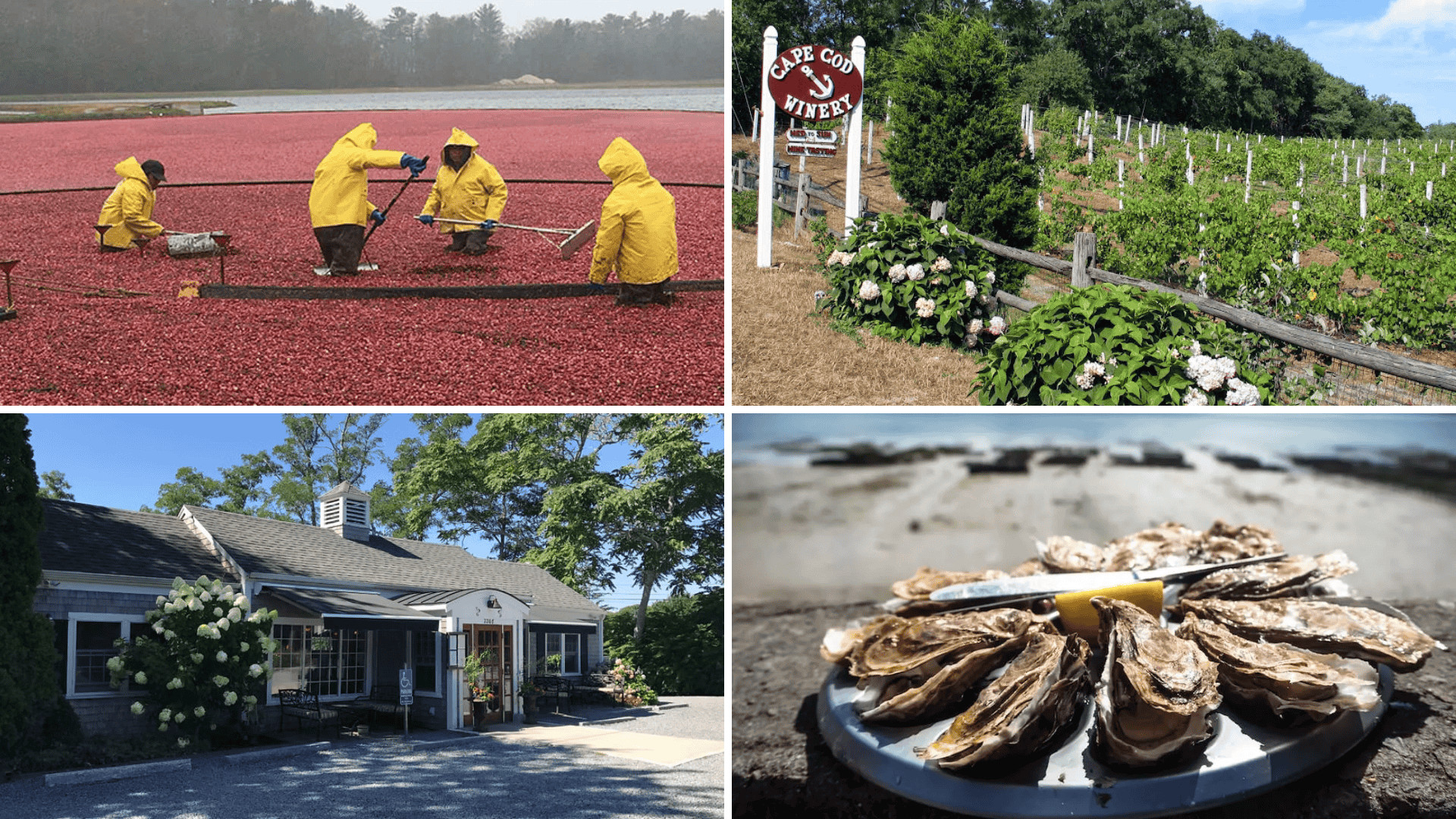 Culinary Experiences to Do in Cape Cod in The Fall