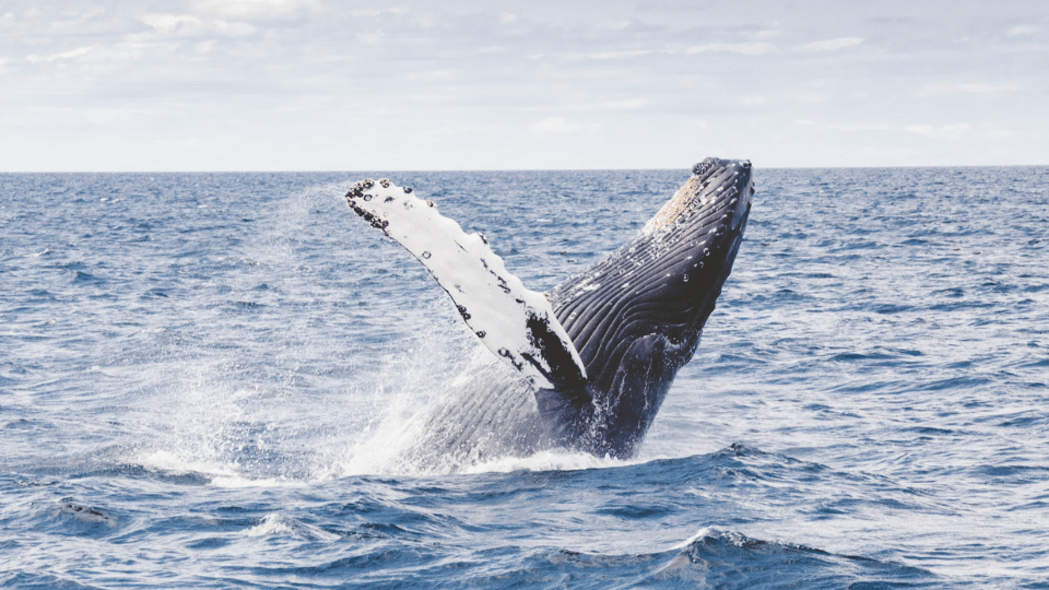 Provincetown-Harbor-whale-watching