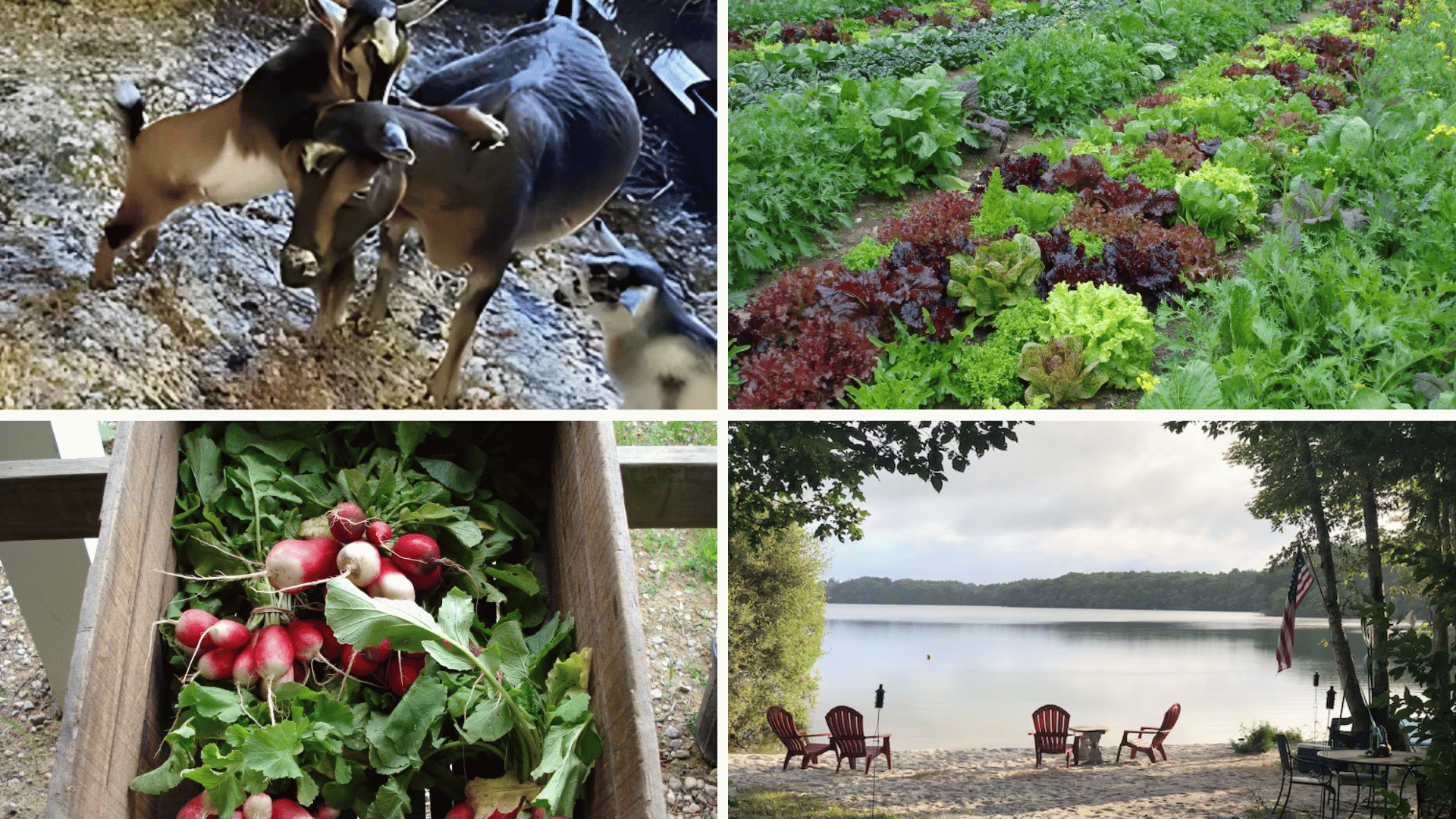 Things to Do at Coonamessett Farm
