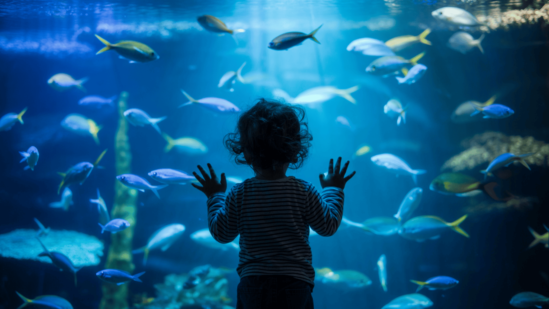 Top Cape Cod Aquarium Spots You Shouldn’t Miss