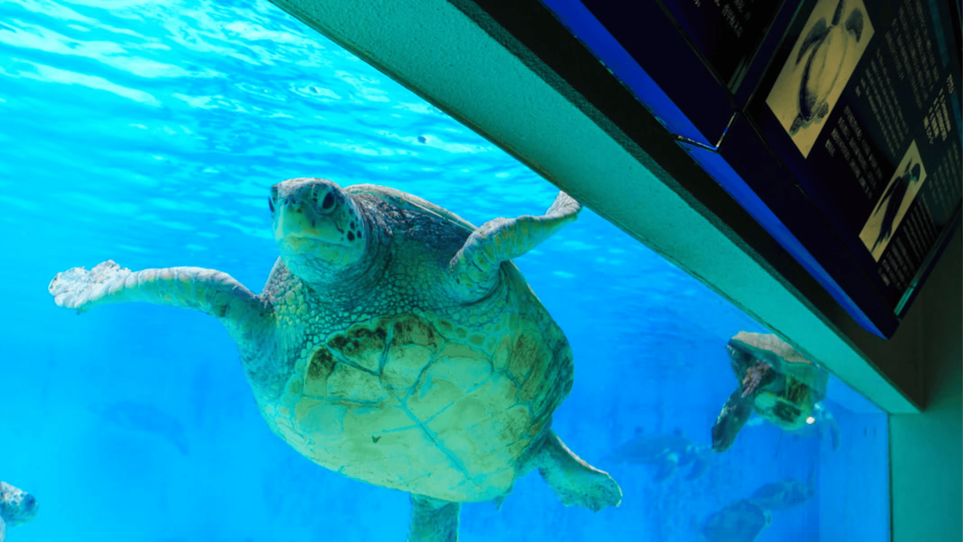 Wellfleet Bay Wildlife Sanctuary Aquariums
