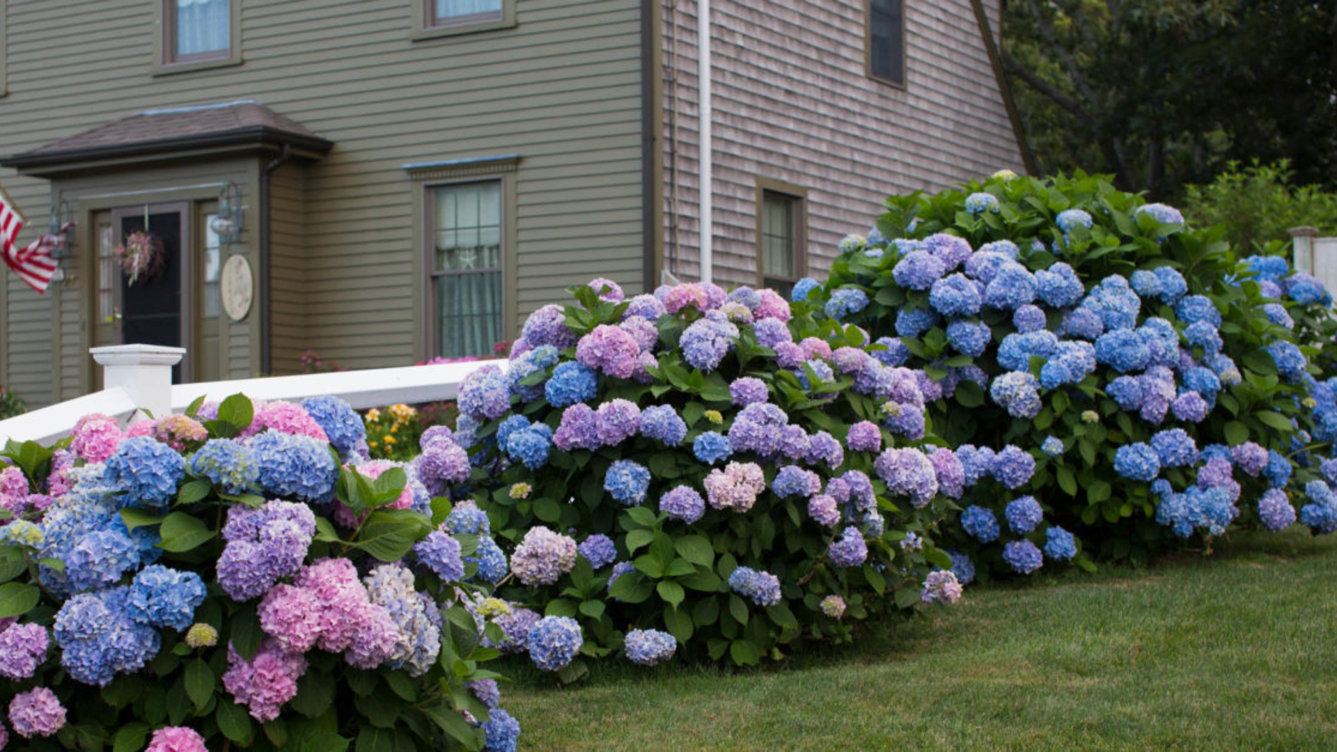 What Is the Cape Cod Hydrangea Festival?