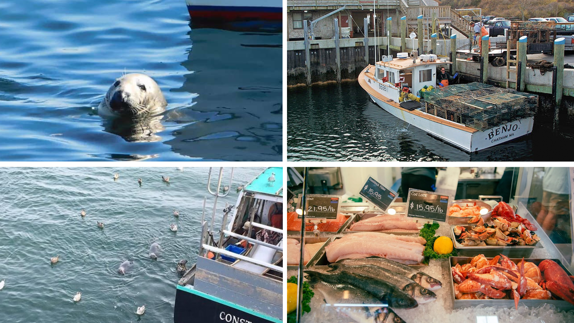 What to Expect at Chatham Fish Pier