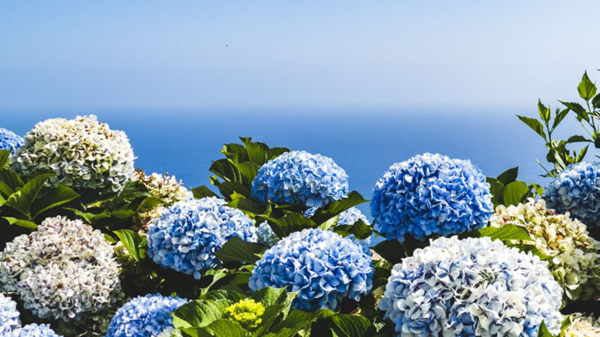 Why Hydrangeas?
