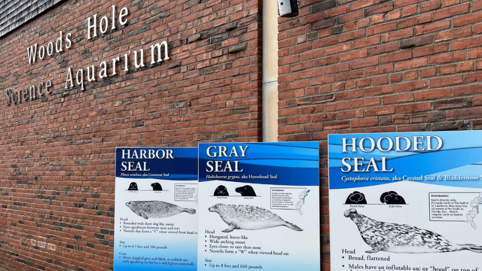Woods Hole Aquarium- Essential Visit Details